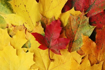 Beautiful autumn colored leaves of the trees