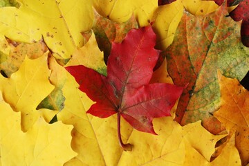 Beautiful autumn colored leaves of the trees