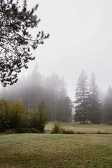Obraz na płótnie Canvas pine trees forested park on a thick foggy morning