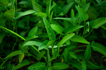 Leafy green or Water spinach is a vegetable plant