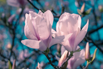 Pink magnolia flowers in the sun.