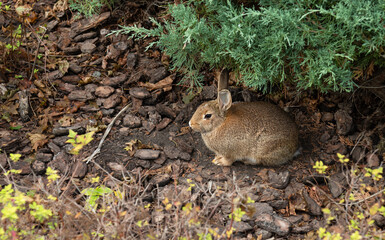 wild hare sits on the ground under a juniper branch