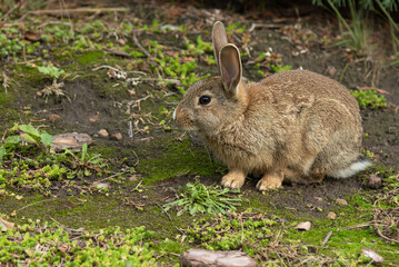 Naklejka na ściany i meble wild hare sitting on the ground with moss and grass