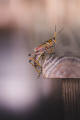 Eastern lubber grasshopper perched on wood