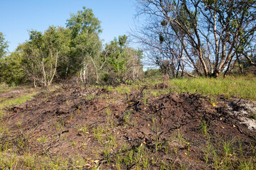Verbrannte Heide im Naturschutzgebiet Wolded&uuml;nen, Borkum, Ostfriesische Insel, Ostfriesland, Niedersachsen, Deutschland, Europa