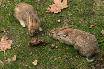 couple of wild hares on the grass among autumn leaves

