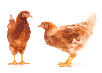 Two young hens isolated.