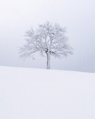 Fototapeta na wymiar Minimalistic landscape with a lonely naked snowy tree in a winter field. Beautiful scene in cloudy and foggy weather. Christmas and winter holidays background