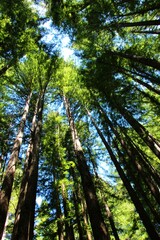 redwood forest