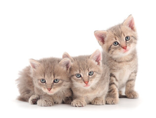 Fototapeta na wymiar Three baby kittens.