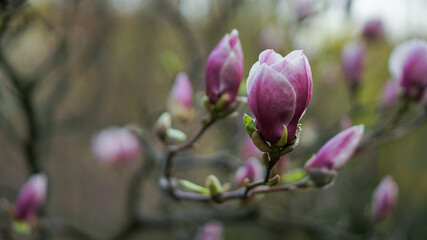Spring magnolia flowering. Kyiv, Ukraine