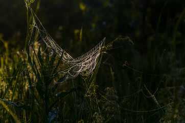 Naklejka premium cobwebs in the morning mist. Juicy greens.