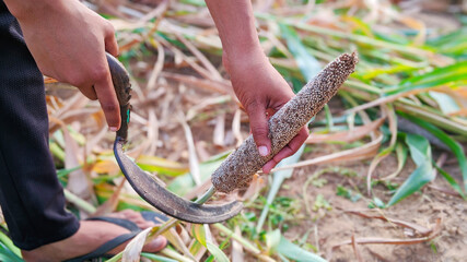 Indian farmers working in green millet field in Rajasthan, India. Girl in millet crops and holding a cutter for feeding cattles