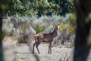 Cervus elaphus. Male of common or European deer with large antlers. Province of Zamora, Spain.