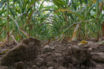 Inside a corn field tunnel from low angle view