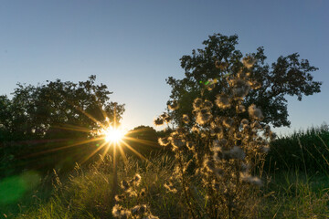 rural scene with sun star at golden hour on meadow with trees