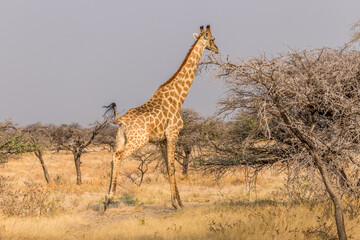 Giraffe running in the savannah, Etosha National Park in Namibia