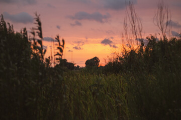 sunset in the forest