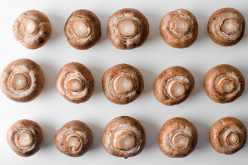 Royal mushrooms on a white background. Pattern