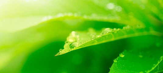 purity nature background, water drops on green leaves in morning