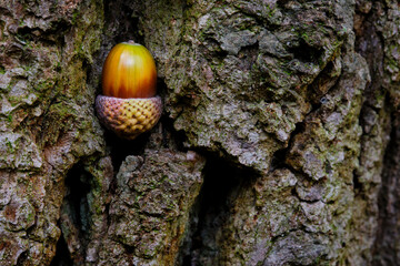 un gland coincé dans une écorce de chêne © shocky