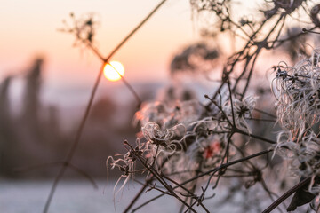 winter sunrise with wild clematis in silhouette