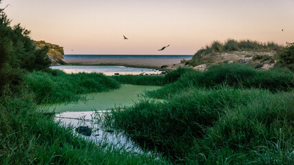 Creek flows trough green oasis at the beach in sunset