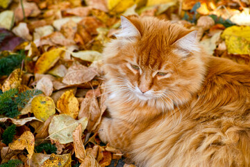 Naklejka na ściany i meble Ginger cat lying on autumn leaves