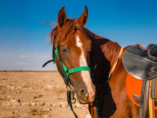 Portrait of a red brown horse on desert with blue sky