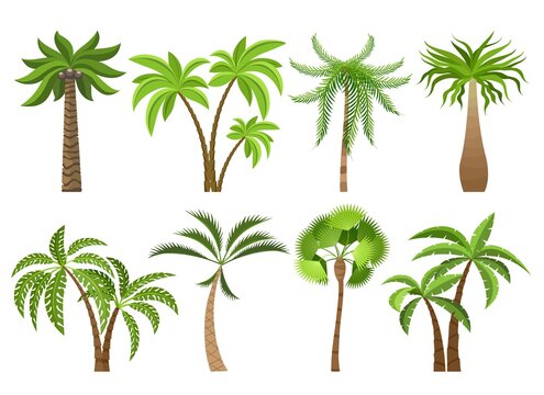 Isolated coconut palm trees