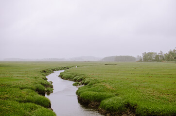 Foggy marsh