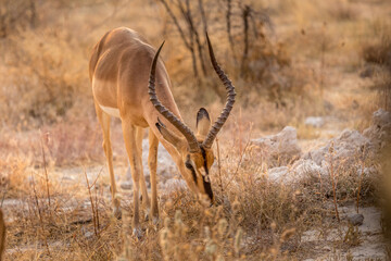 Portrait of impala in the savannah of Etosha National Park in Namibia