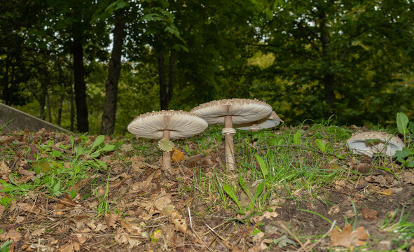 mushrooms of the species 'drumstick' (Macrolepiota procera) in an autumnal colored meadow, Aritzo, central sardinia