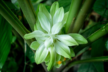 Fototapeta premium Curcuma flower the name comes from Sanskrit kuṅkuma