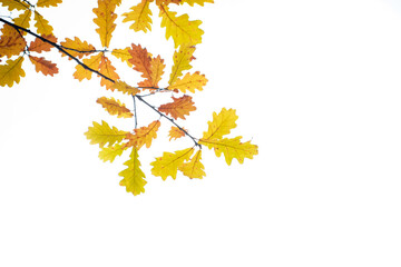 Autumn yellow maple leafs on white background