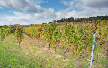 Fototapeta na wymiar vineyard of the mandrolisai vineyard with autumn colors, arise, central sardinia