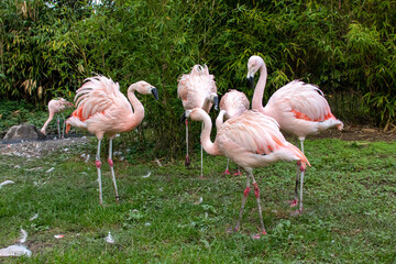 several pink flamingos near a pond