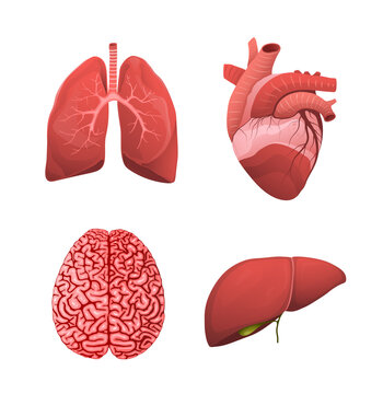Healthy human organ healthcare realistic illustration. Lungs, heart, brain and liver clipart for medicine healing and pharmaceutical. Vector isolated objects.
