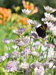 Great masterwort Astrantia major with insects collecting pollen in a summer garden