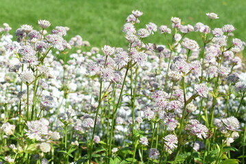 Obraz na płótnie Canvas Great masterwort Astrantia major flowering in a park a summer day