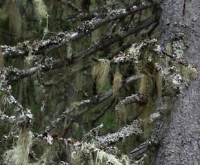 Different types of lichen Alectoria and Hypogymnia growing on the same fir tree 