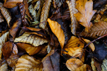 Tas de feuilles mortes pendant l'automne
