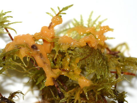 The yellow slime fungus dog vomit slime mold Fuligo septica growing on moss