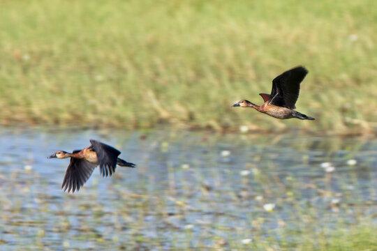 White-faced Whistling Ducks (Dendrocygna viduata), a group on females flying over the marsh, Gambia.