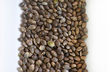 CBD seeds on a white background.