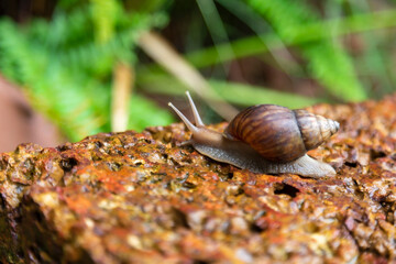  snail was crawling on the red rock while it was raining.
