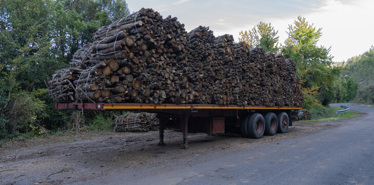 Big pile of wooden logs, holm oak, typical tree of central Sardinia
