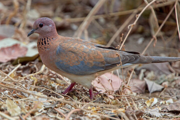 Laughing Dove, (Streptopelia senegalensis), on the ground, Gambia.