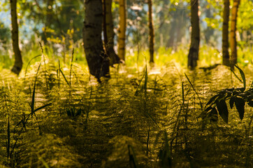 birch trees in dense thickets of fern.