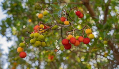 ripe wild strawberry tree ready for harvest, Narcao , south sardinia
